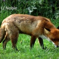 Red fox (Vulpes vulpes) Laura J Noble
